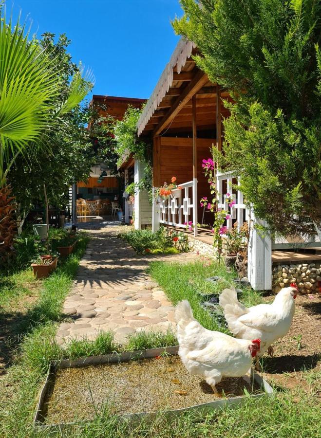 Flora Pansiyon Cirali Apartment Kemer Exterior photo